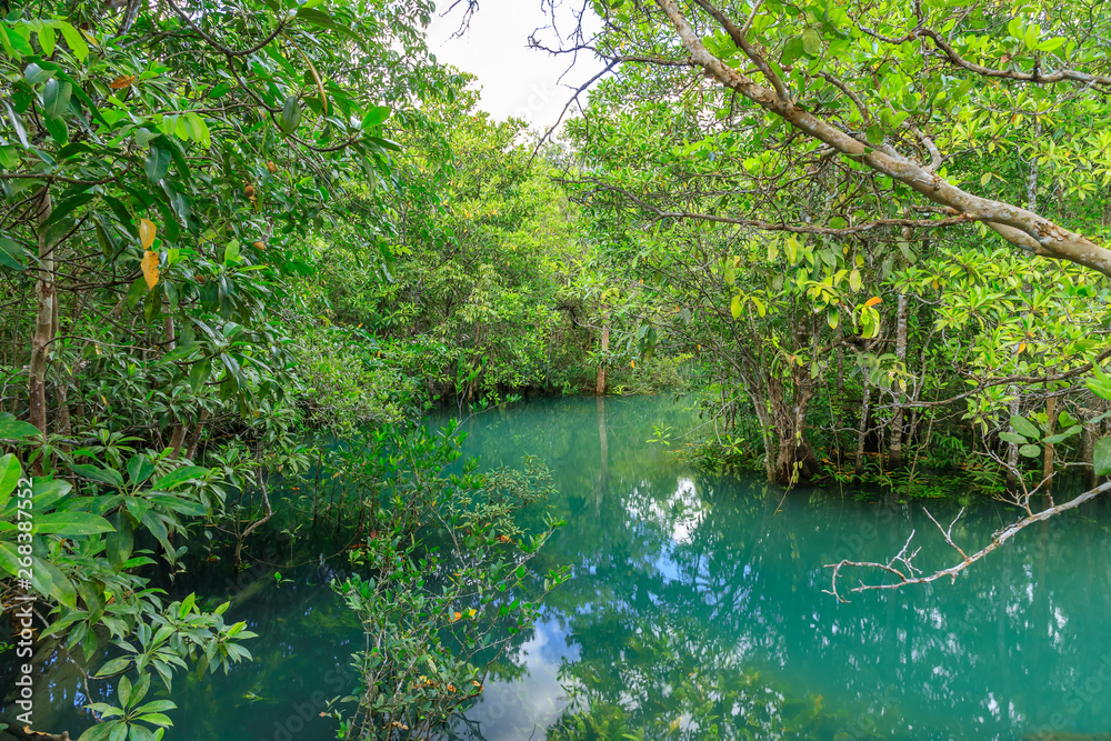 Mangrove and clear water stream canal at Tha Pom Klong Song Nam mangrove wetland, Krabi, Thailand