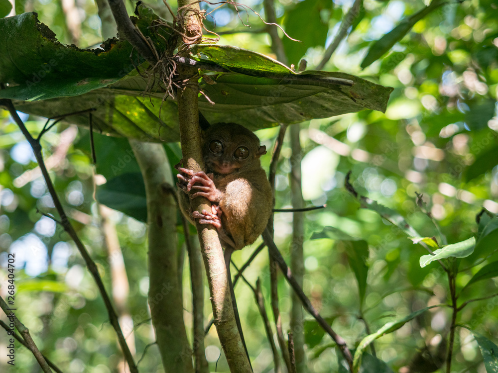 菲律宾眼镜猴（Carlito syrachta）是菲律宾特有的一种眼镜猴。它是