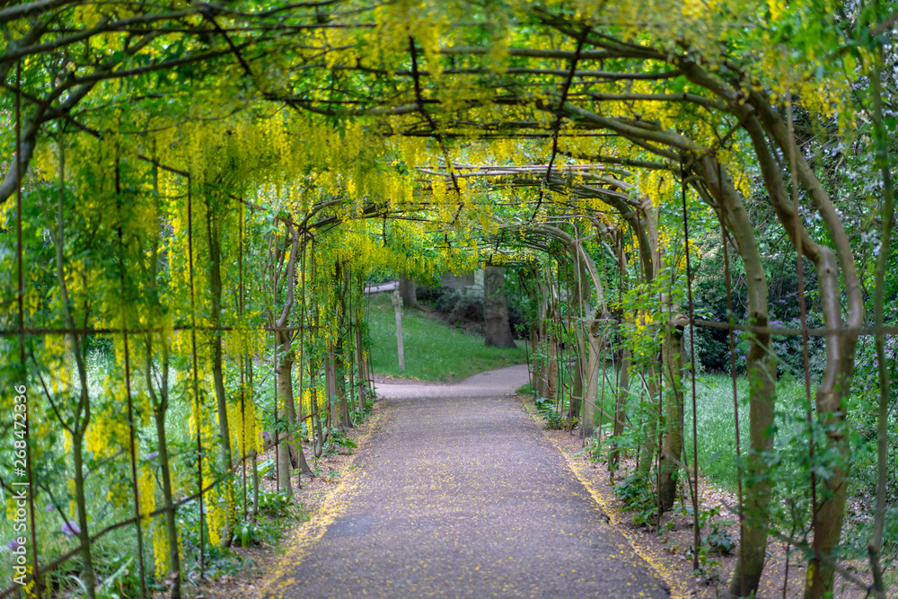 garden arch with yellow flowers