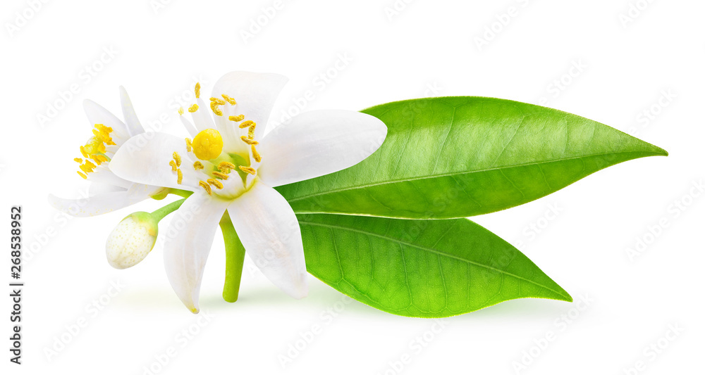 Isolated orange flowers. Blossoming branch of orange tree isolated on white background with clipping