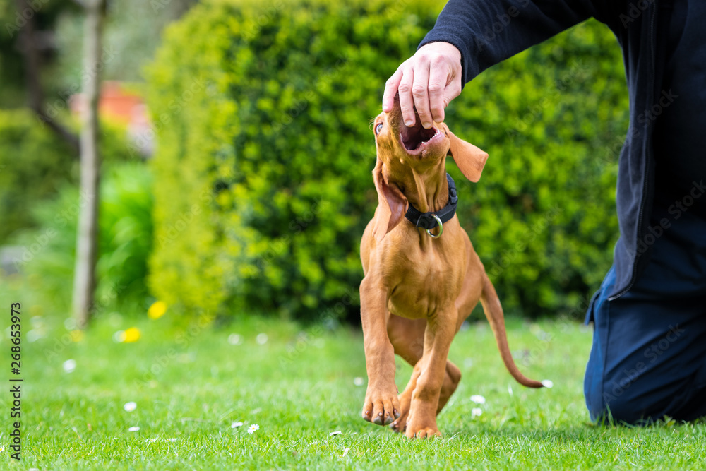 2个月大的可爱的匈牙利vizsla小狗在户外花园玩耍时咬主人的手指