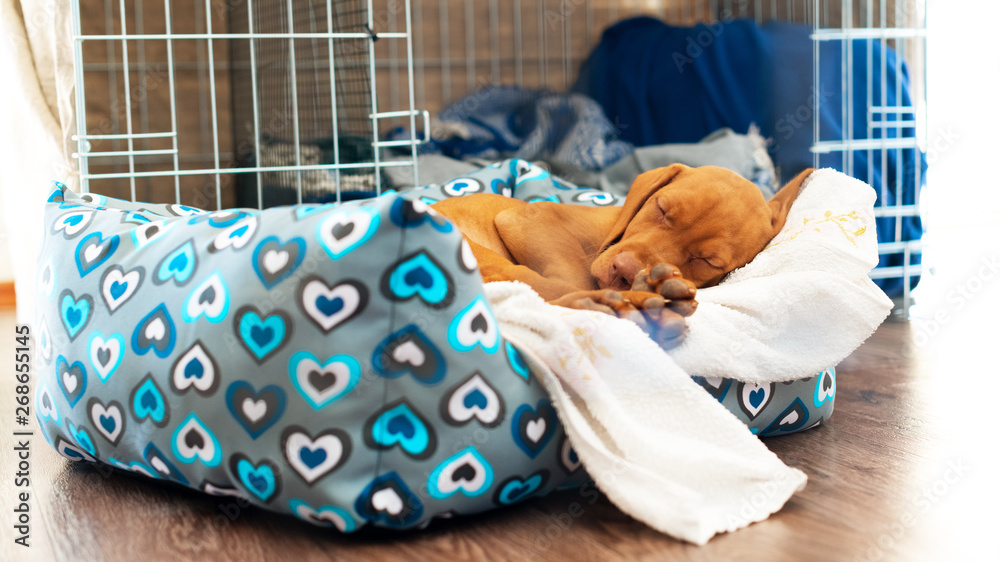 可爱的匈牙利2个月大的vizsla小狗睡在舒适的床上，铺着白色毯子。