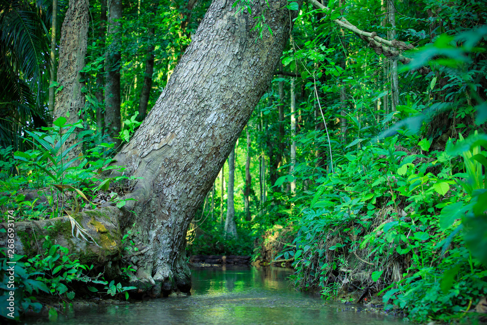 The trunk of a large tree in the forest, abundant forest, river and forest