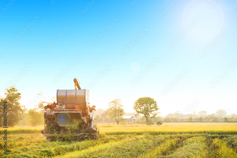 在蓝天和阳光下的金色稻田里收割组合收割机。