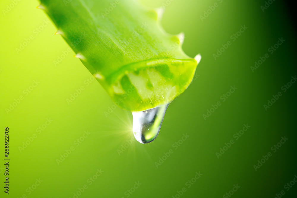 Aloe Vera gel dripping from Aloe green leaf closeup. Skincare concept. Drop of Aloevera fresh juice 