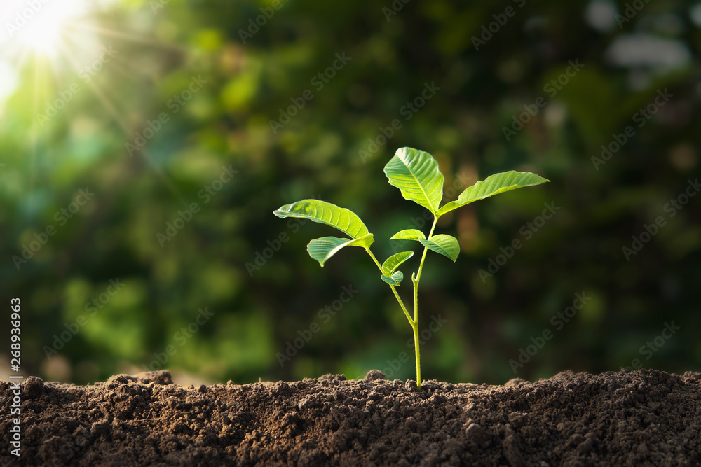植物生长在有阳光的土壤上。生态地球日概念
