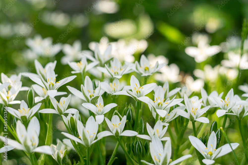 花园里开着春天的白花。类似于许多星星。
