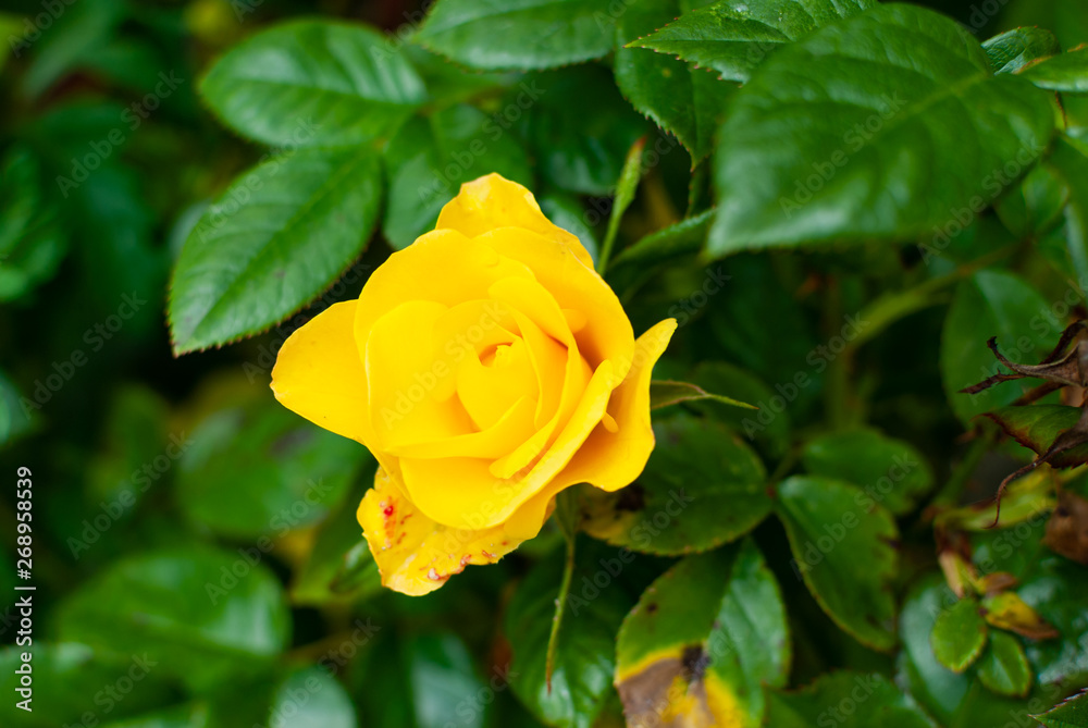 新鲜绿叶前的一朵黄玫瑰