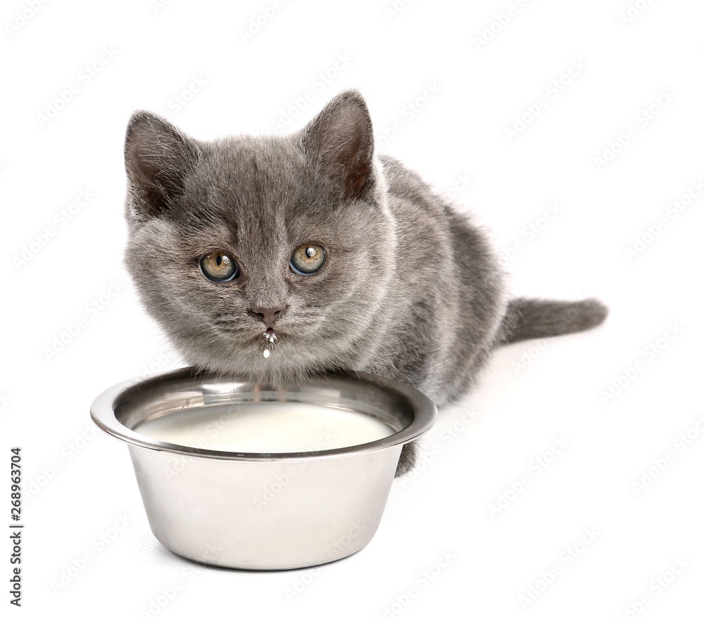 可爱有趣的小猫在白底上喝牛奶