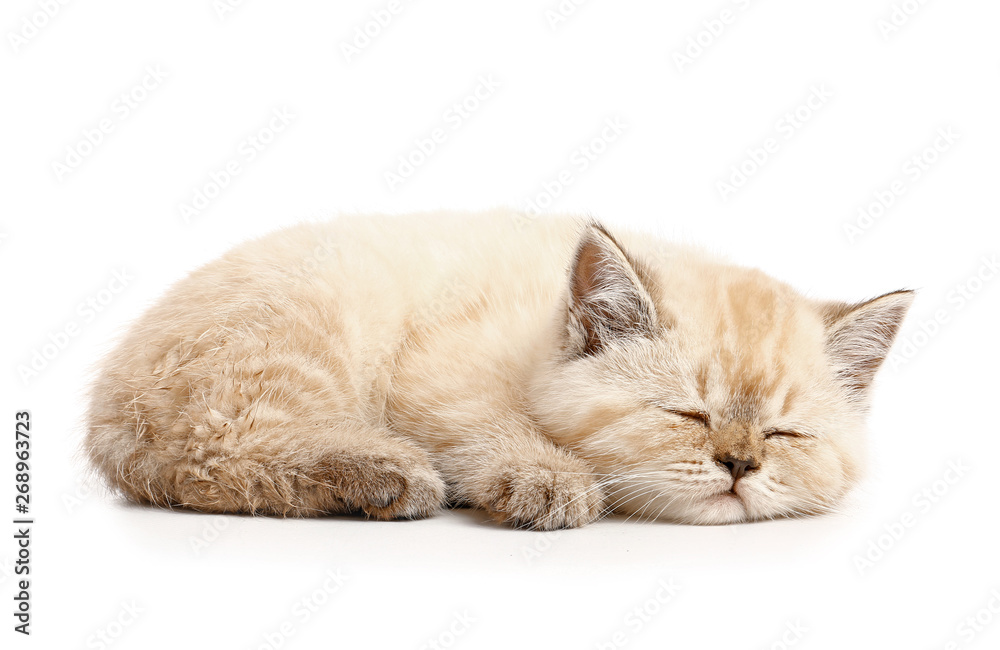 白色背景下可爱的睡觉小猫
