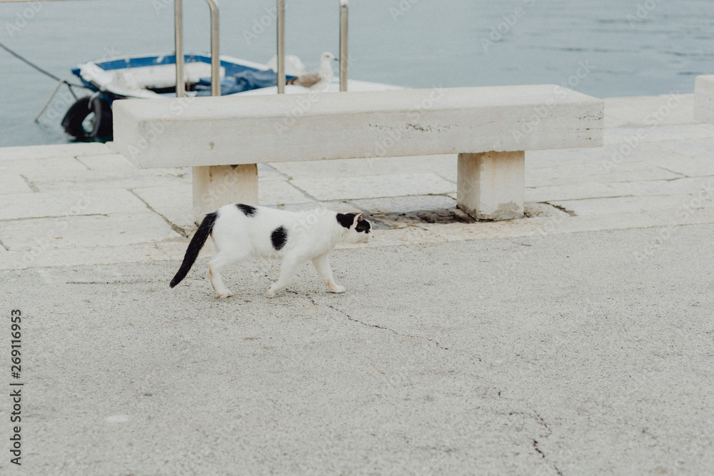 Street cat at a harbor