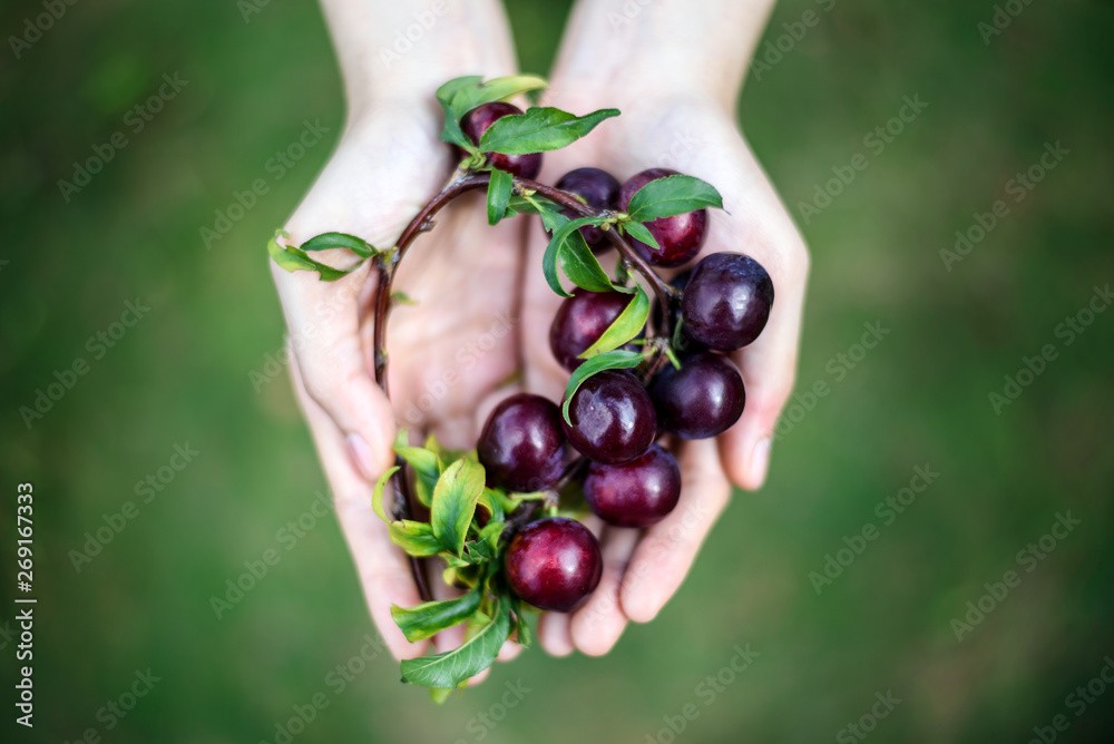 果园里一名妇女手拿树枝上成熟的红梅果实