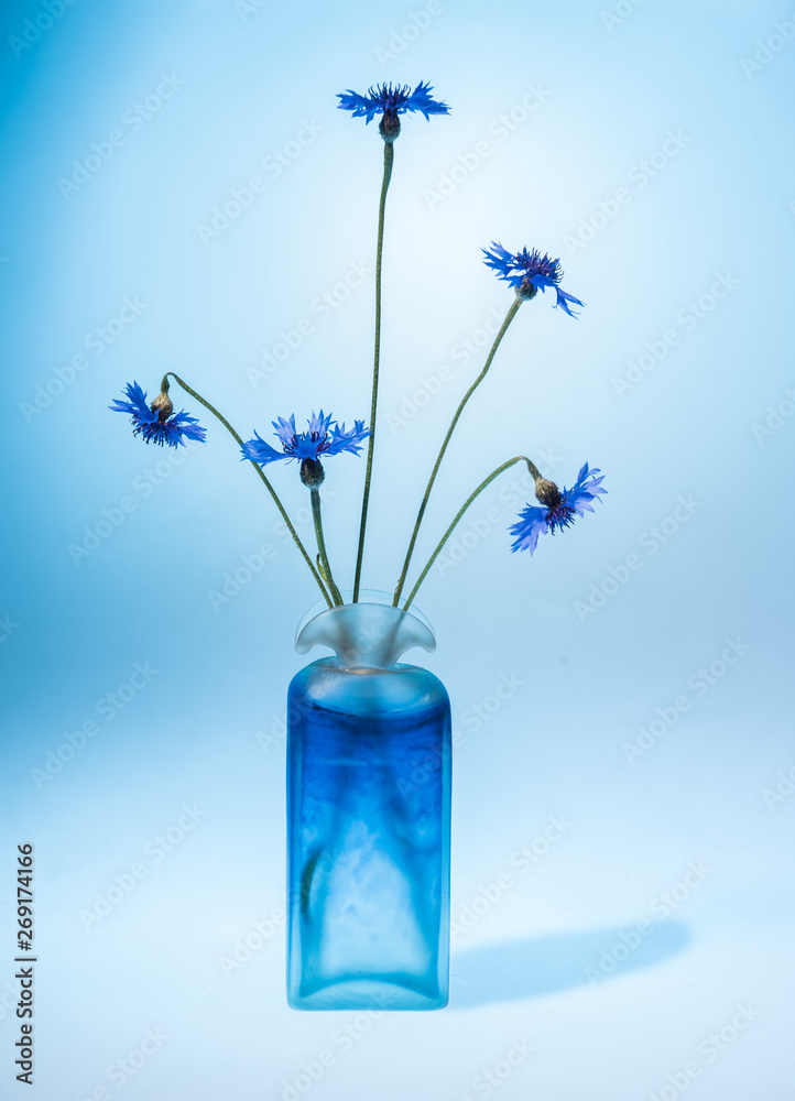 Still life with beautiful blue cornflowers in vase
