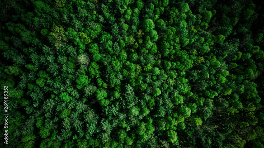 夏季无人机俯瞰绿色松林