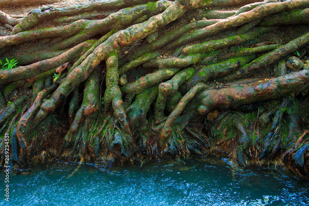 大树根，热带森林中的树根，有河流的树木