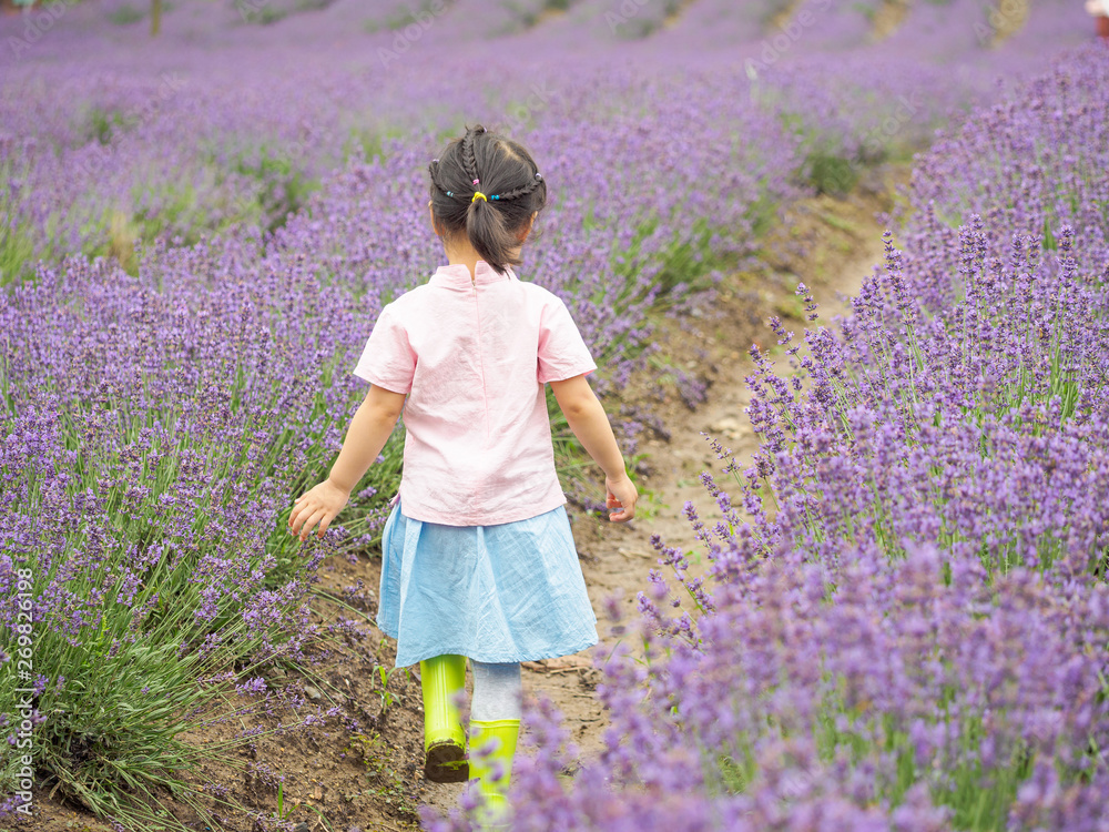 Little Chinese baby running along path in beautiful purple lavender field, beautiful young girl with