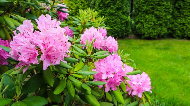 Blooming pink rhododendron flowers in spring. Gardening concept. Flower background