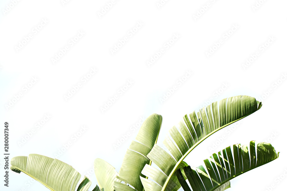 Group of big green leaves of exotic banana palm tree, isolated on white background. Tropical plant f