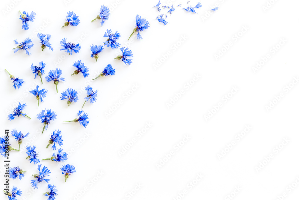 白色背景上带有蓝色矢车菊的夏季花卉图案俯视模型
