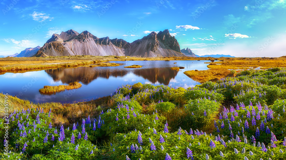 冰岛Stokksnes海角上阳光明媚的日子和羽扇豆花。