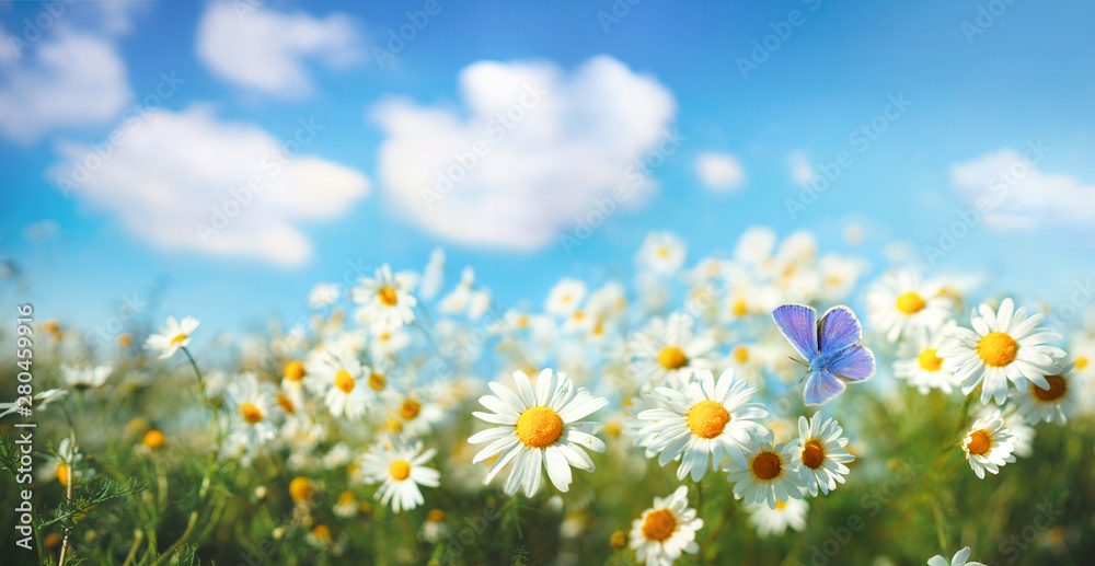 夏春季田野上的洋甘菊雏菊，背景是阳光明媚的蓝天和飞翔的蟾蜍