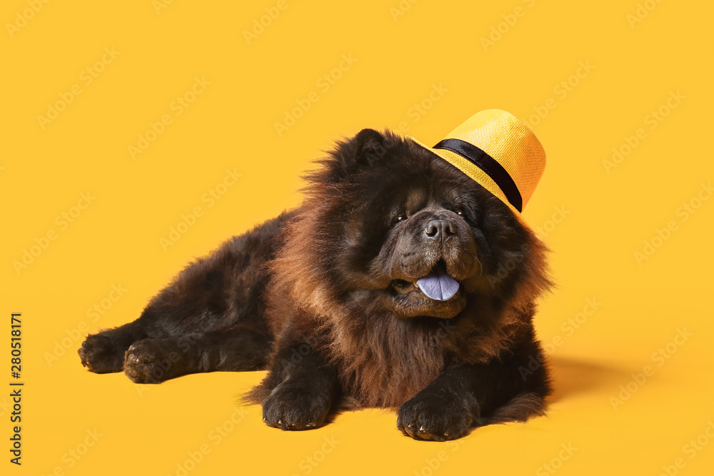 可爱的Chow Chow狗在彩色背景上戴帽子