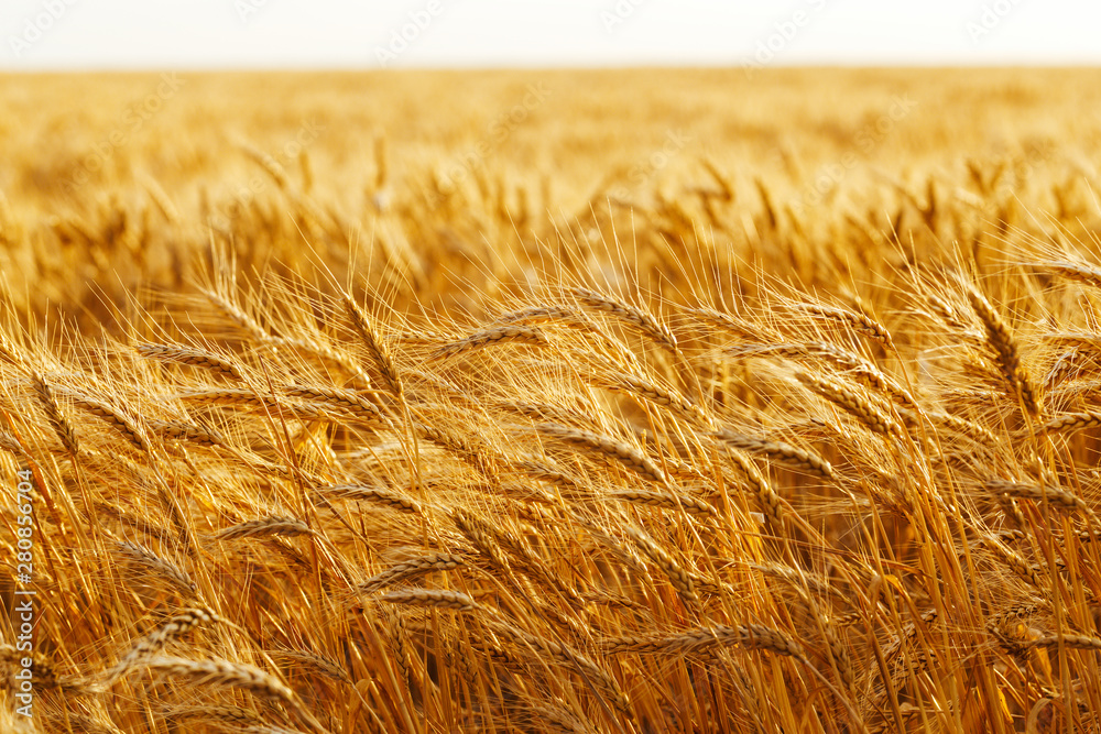 农业，大麦，农业，秋季，背景，美丽，美丽，面包，商业，谷物，c