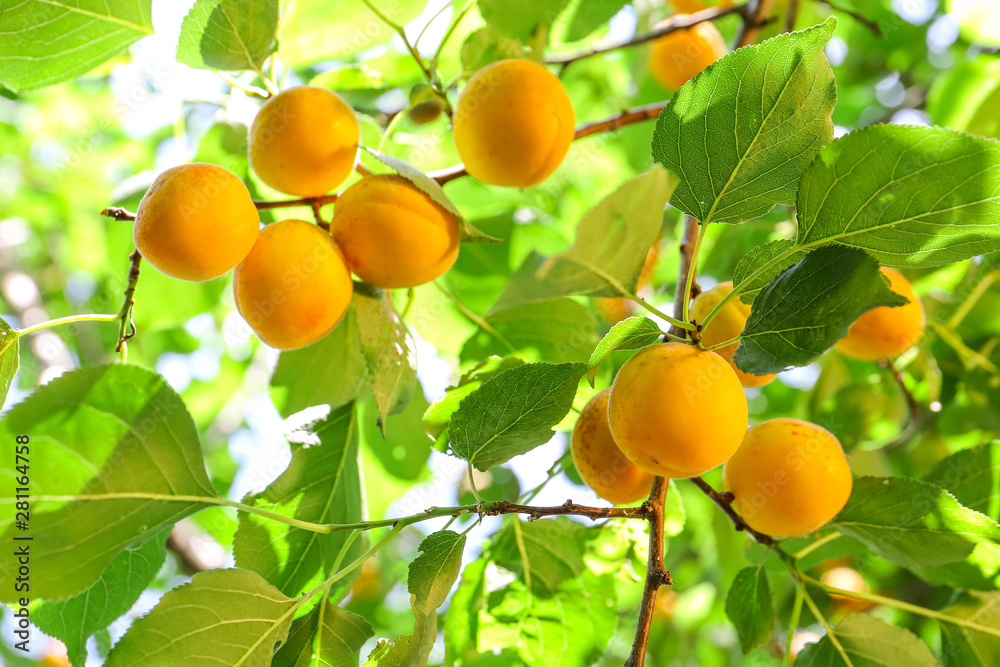 夏季成熟杏枝