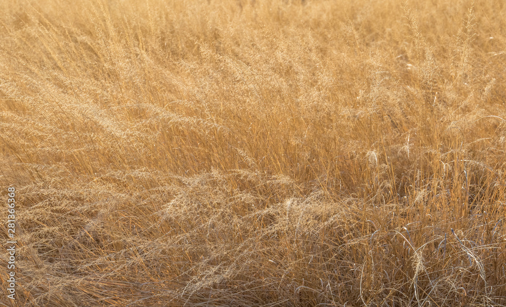 柔和的金色温暖阳光图像中的干草特写，用于复制空间的背景使用