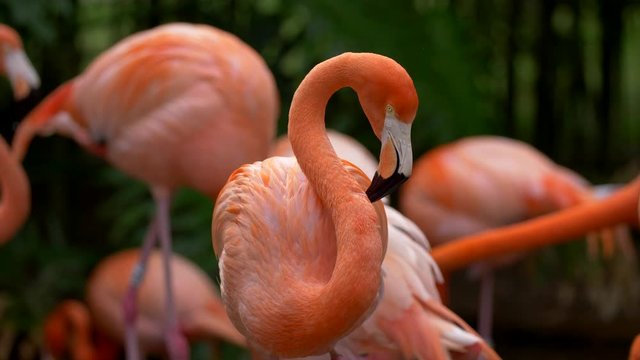 Pink flamingo staring with interest, standing among other flamingos that are walking around. Black and green background. UHD