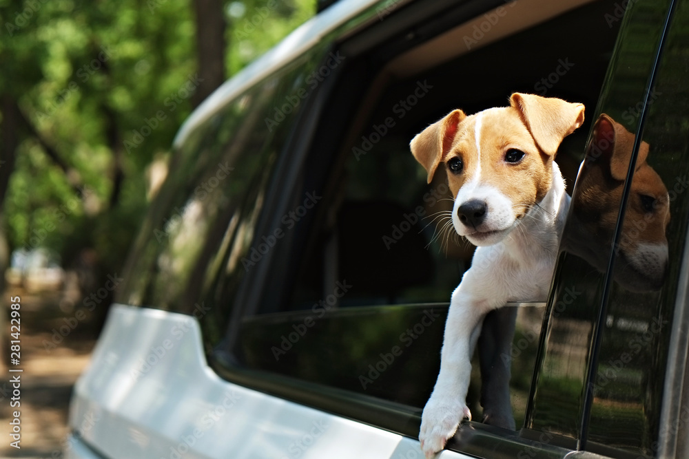 可爱的两个月大的杰克罗素小狗，车内有折叠的耳朵。可爱的小狗