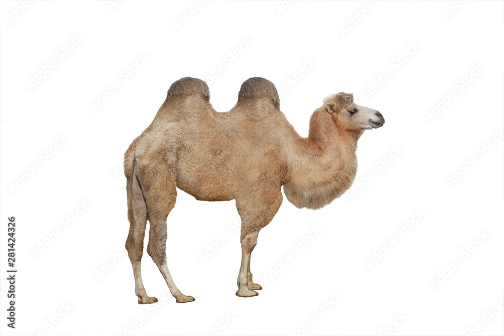 白底隔离骆驼