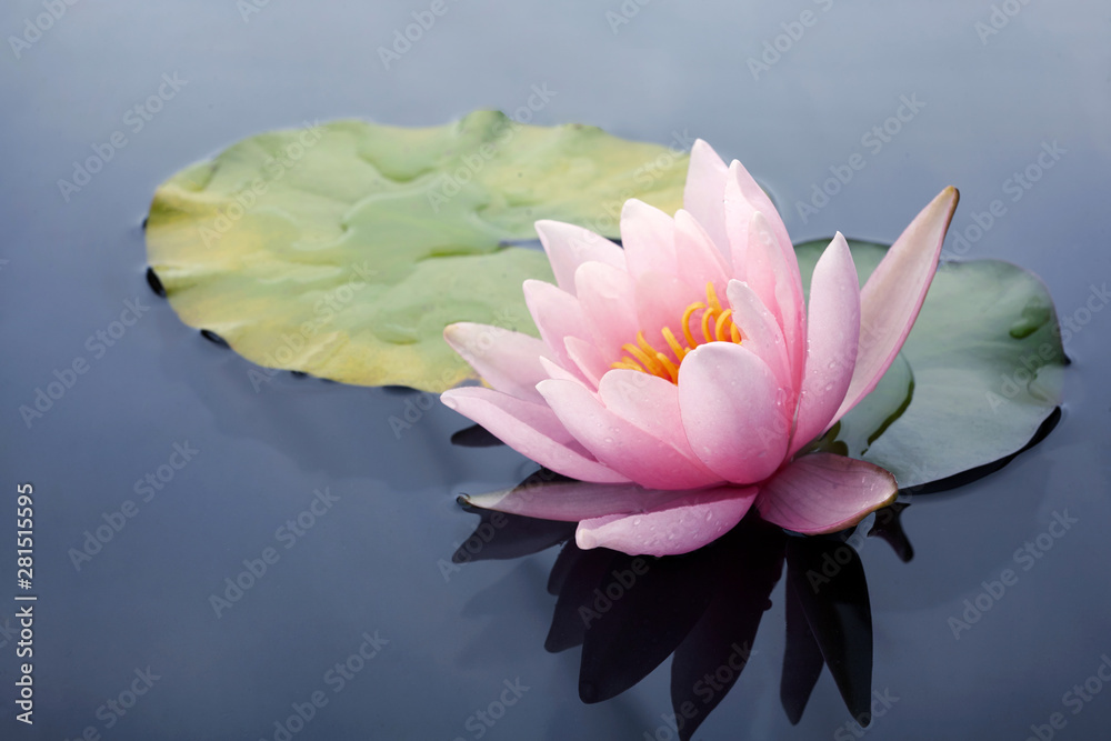 池塘上盛开着美丽的粉色荷花或睡莲