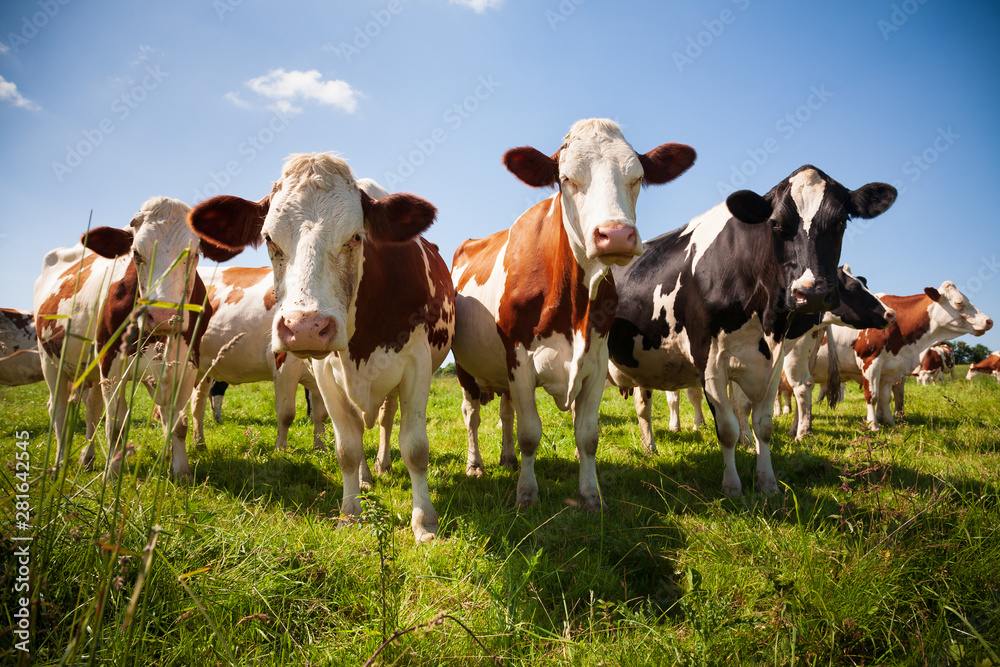 Herd of cows in the pasture