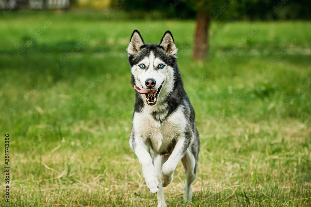 西伯利亚哈士奇犬在夏日草地上趣味户外跑步