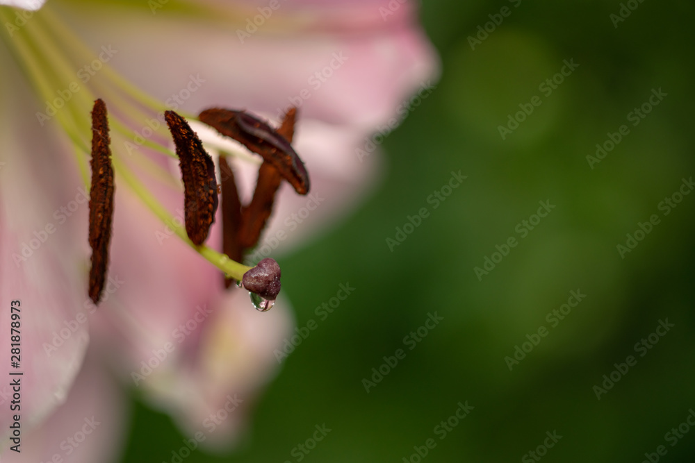 雨后的百合花。雄蕊与棕色花粉特写。背景为模糊的深绿色