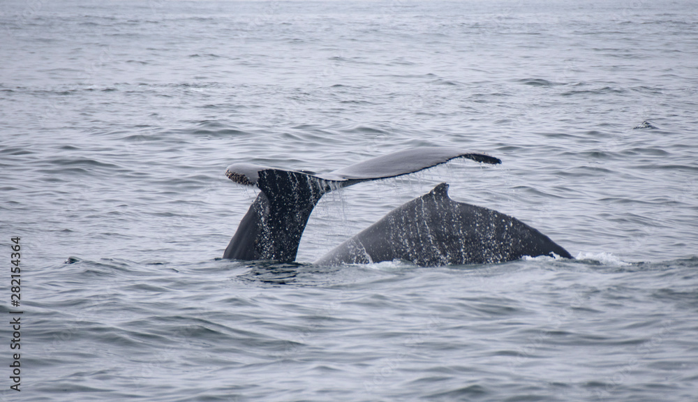Two Humpback Whales in Monterey Bay