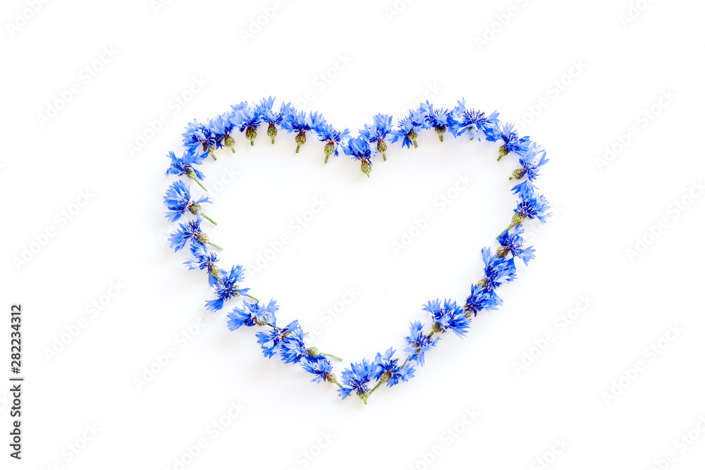 白色背景上心形的蓝色矢车菊夏季花朵图案俯视模型