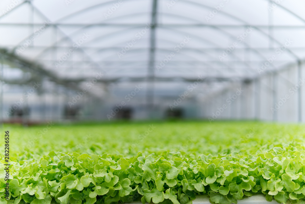 新鲜的100%有机绿色沙拉，如水培温室中的绿橡树、红橡树、cos生菜f