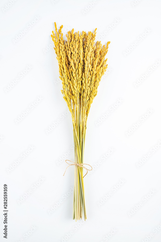 a golden rice paddy ear on a white background