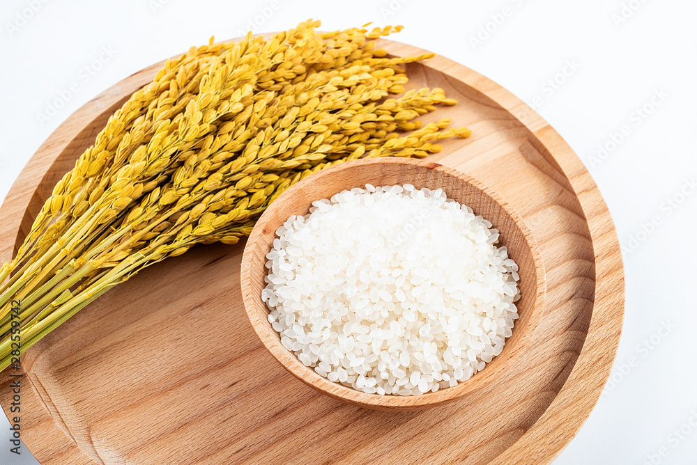 金色稻穗和白色圆粒东北稻