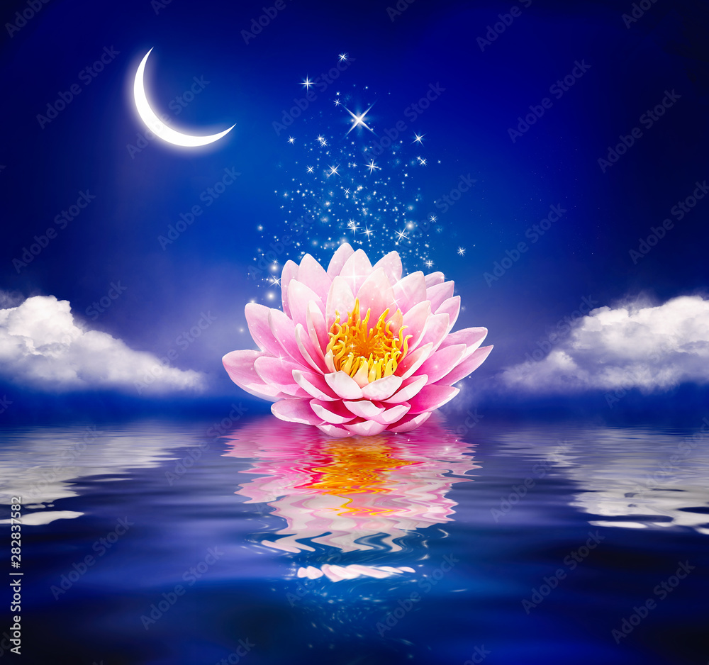 美丽的水上魔法花。睡莲或荷花和夜晚的月亮。