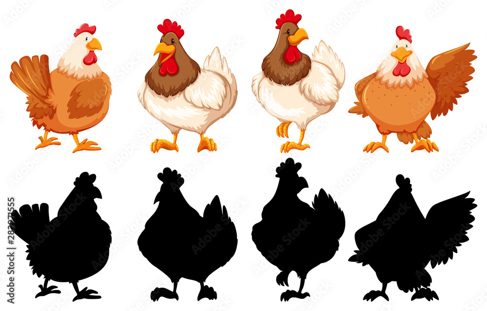 鸡的轮廓、颜色和轮廓版本