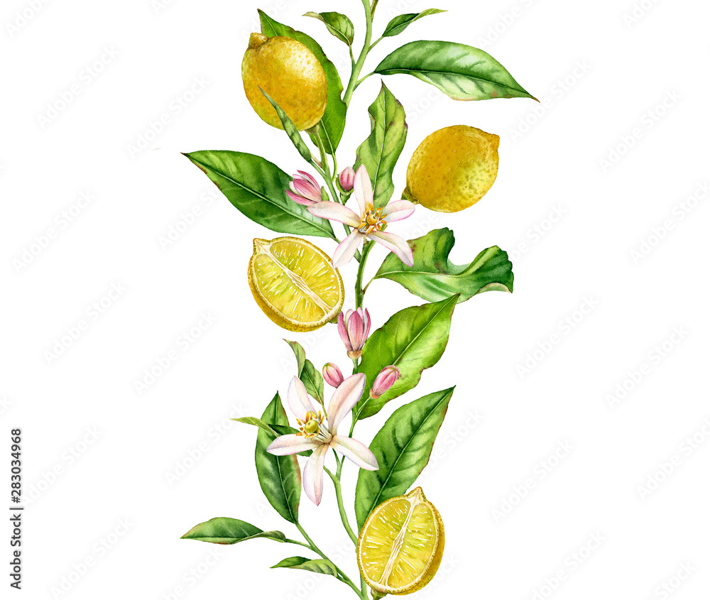 Lemon fruit branch with flowers seamless border realistic botanical watercolor composition: two whol