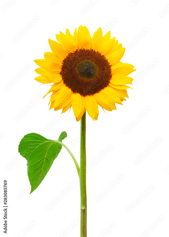 Drei Sonnenblumen isoliert auf weißem Hintergrund
