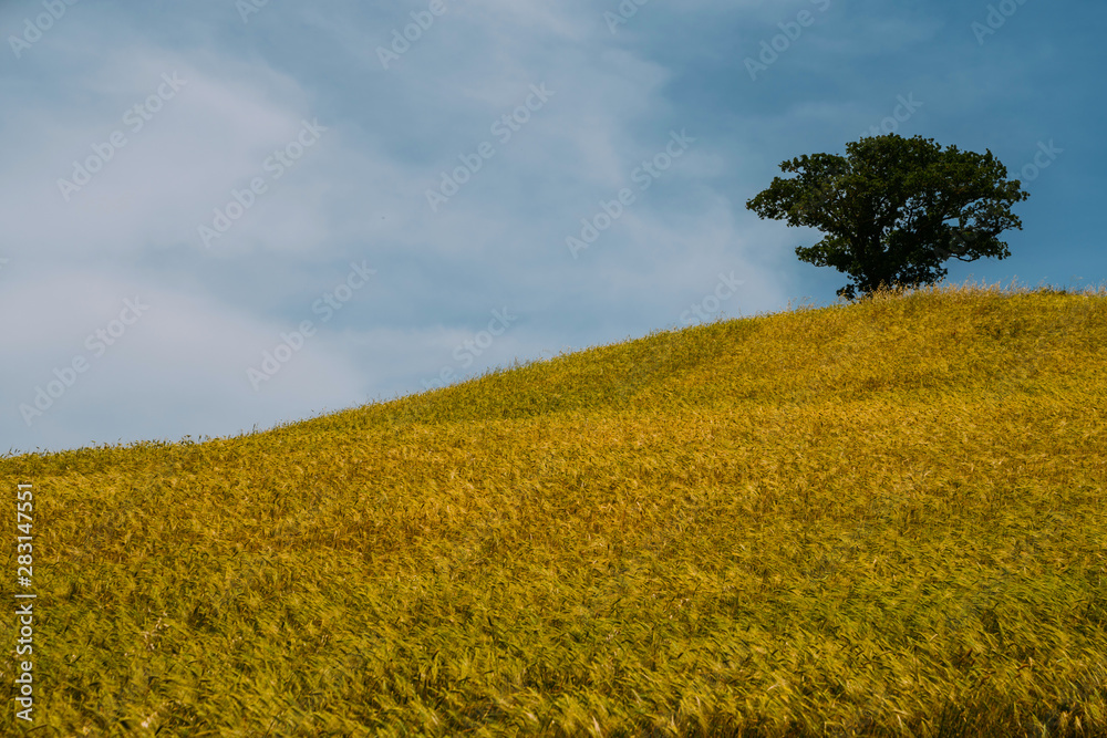 意大利托斯卡纳的金秋景观。金色的麦田、绿色的草地和山丘。收获的大海