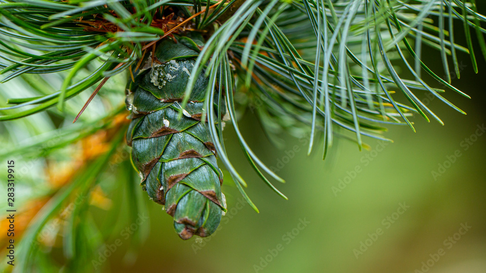 Young pine cones, with drops of resin on the surface. Macro photography