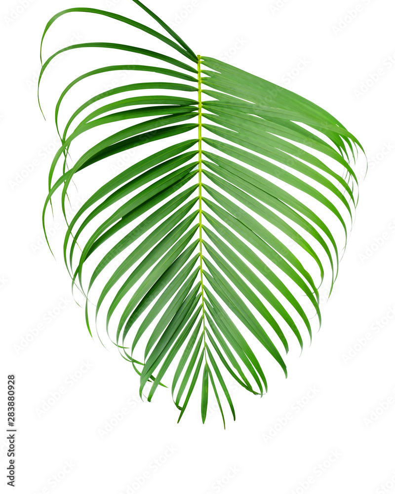 Green palm leaf isolated on white background with clipping path for design elements, coconut tropica
