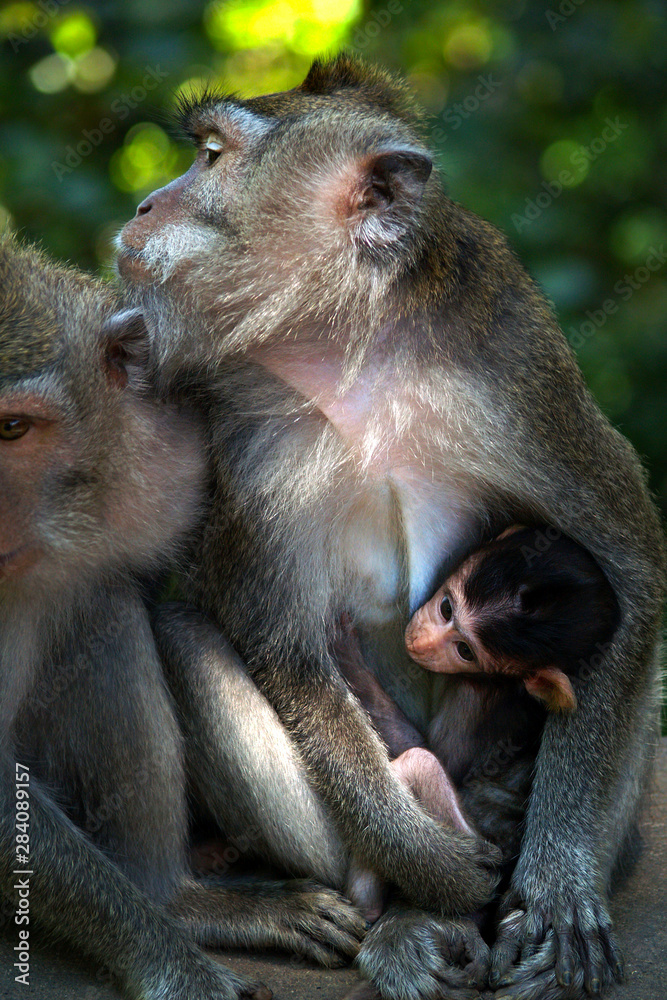 热带雨林中带着孩子的雌性猕猴