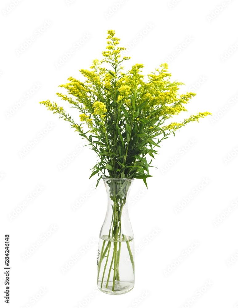 在白色背景上隔离的玻璃花瓶中的黄色春花（一枝黄花）。